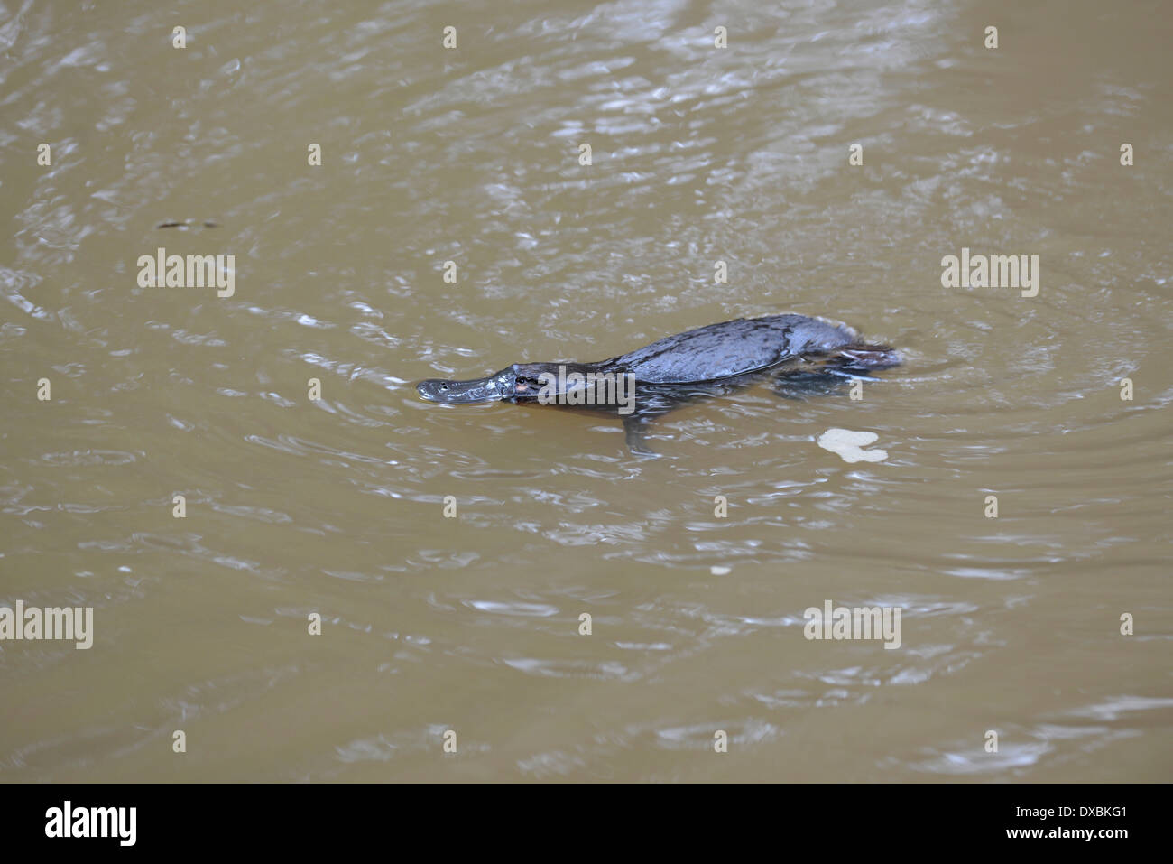 Ornithorynque (Ornithorhynchus anatinus) nager tôt le matin Banque D'Images