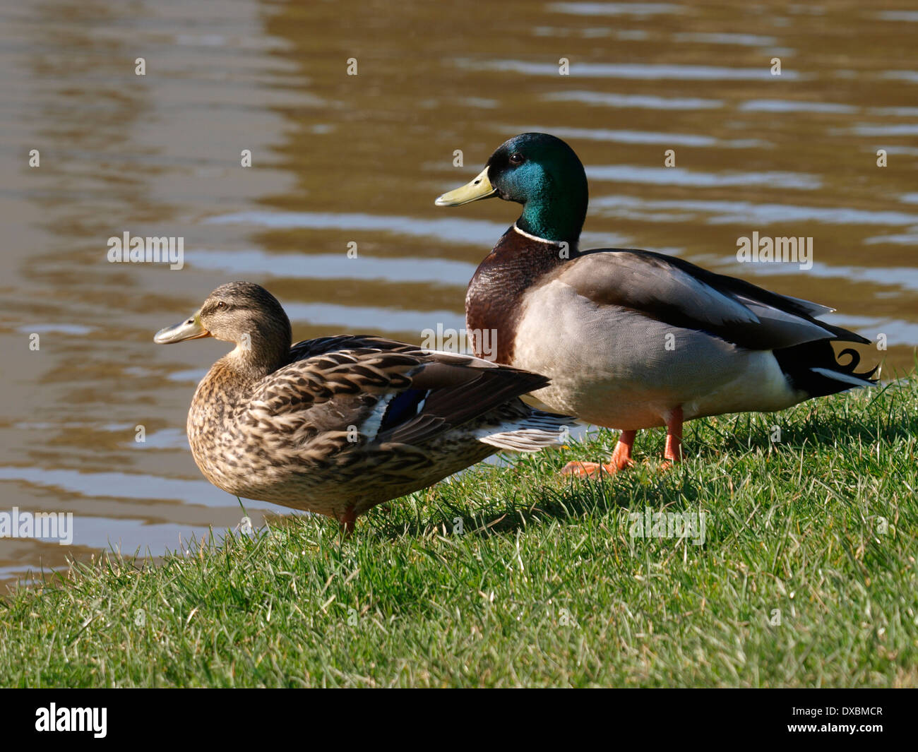 Canard colvert mâle et femelle, Anas platyrhynchos Banque D'Images