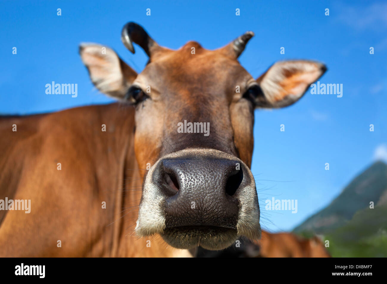 Gros plan sur la tête de vache fond bluesky Banque D'Images