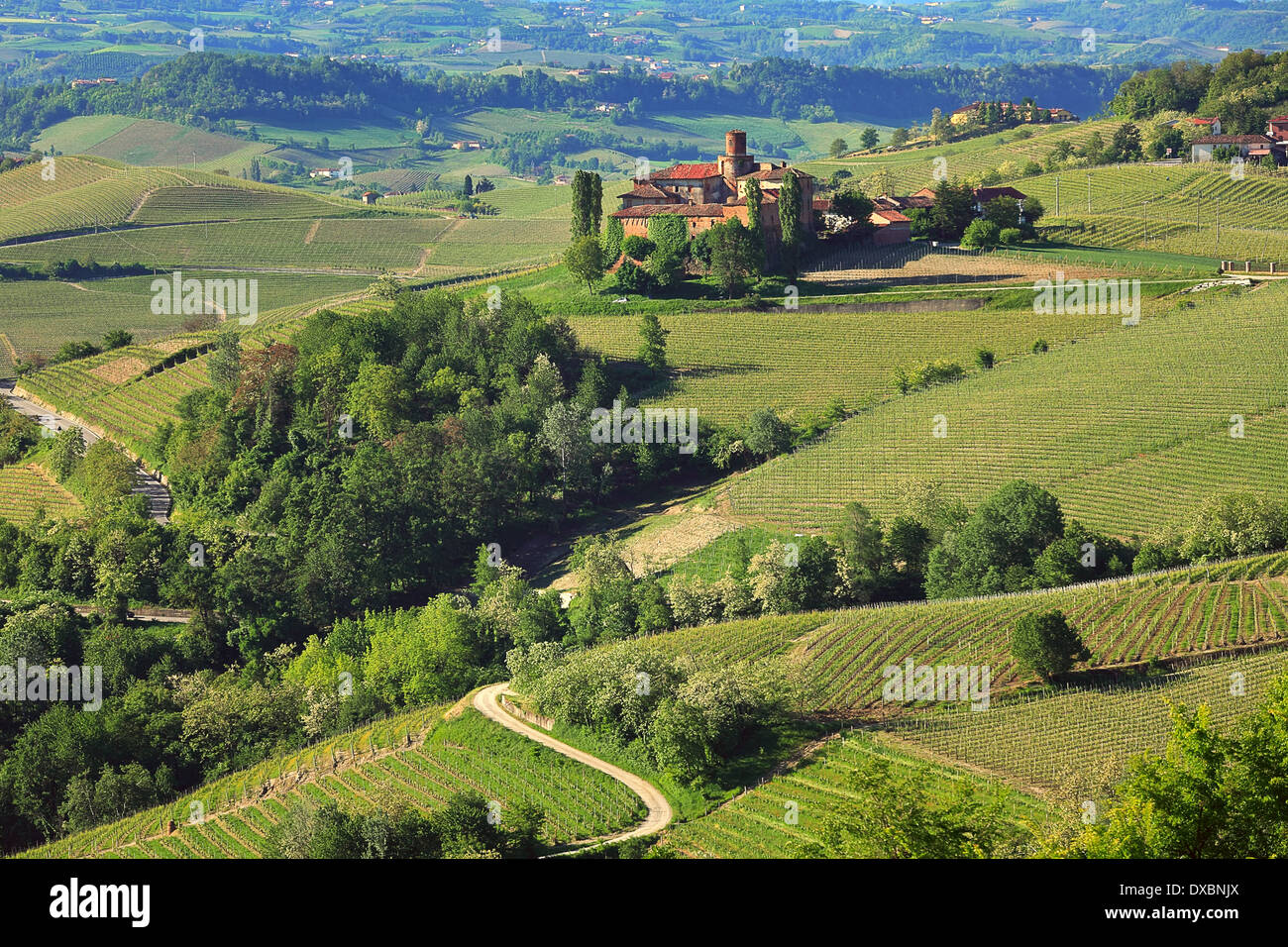 Green Hills et les vignobles des Langhe le matin au printemps dans le Piémont, en Italie. Banque D'Images