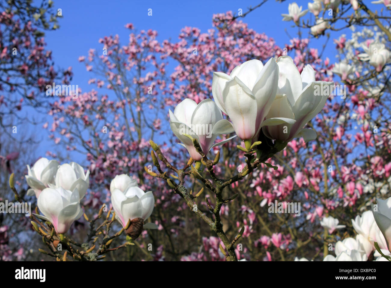 Kew Gardens, London, England, UK Banque D'Images