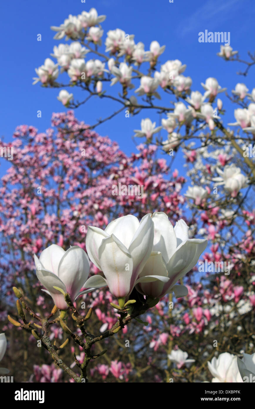 Kew Gardens, London, England, UK Banque D'Images