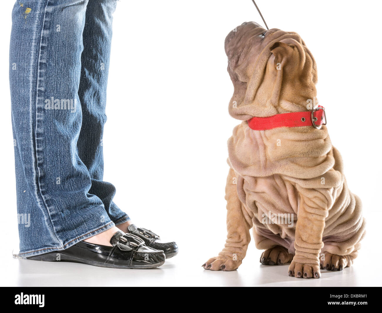 Formation de chien - Shar Pei chinois assis avec collier et laisse sur looking up at propriétaire isolé sur fond blanc Banque D'Images