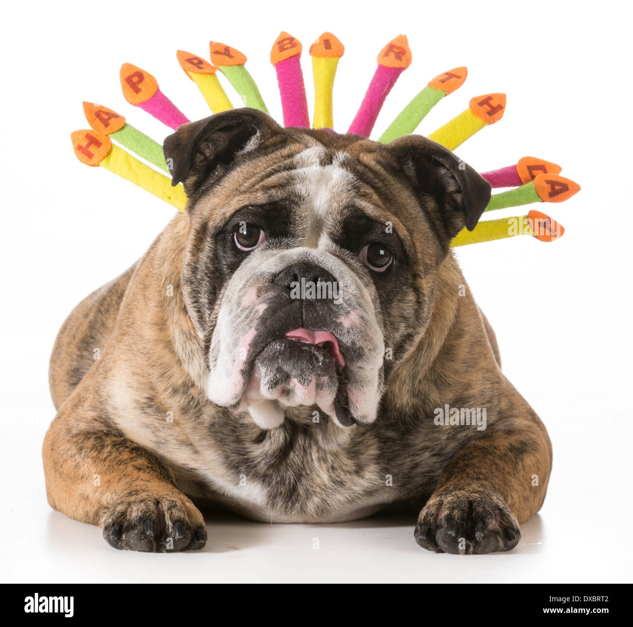 Anniversaire Chien Bulldog Anglais Portant Happy Birthday Hat 2 Ans Male Bringe Photo Stock Alamy