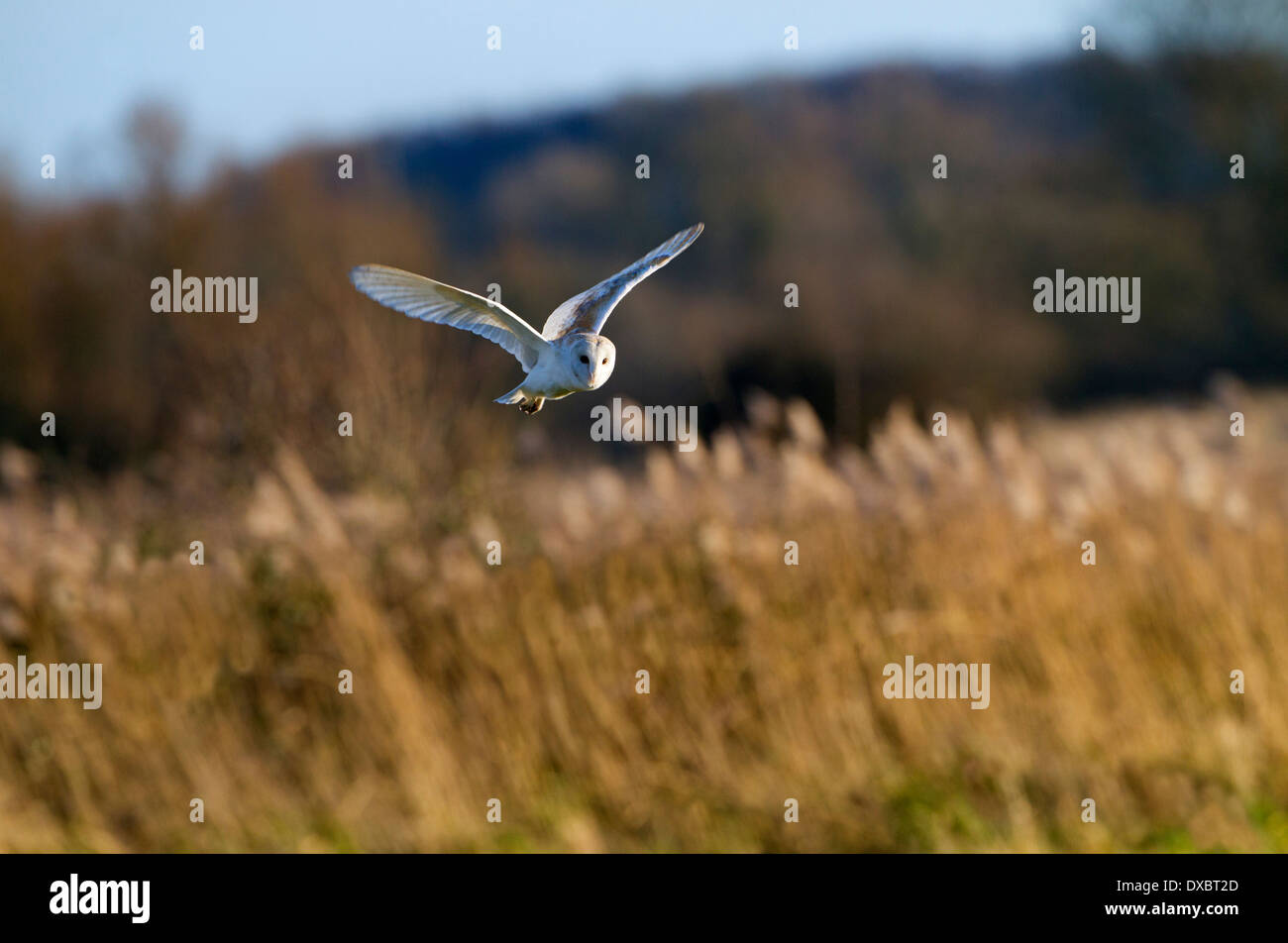 Effraie des clochers Tyto alba en vol au dessus des marais de pâturage Banque D'Images