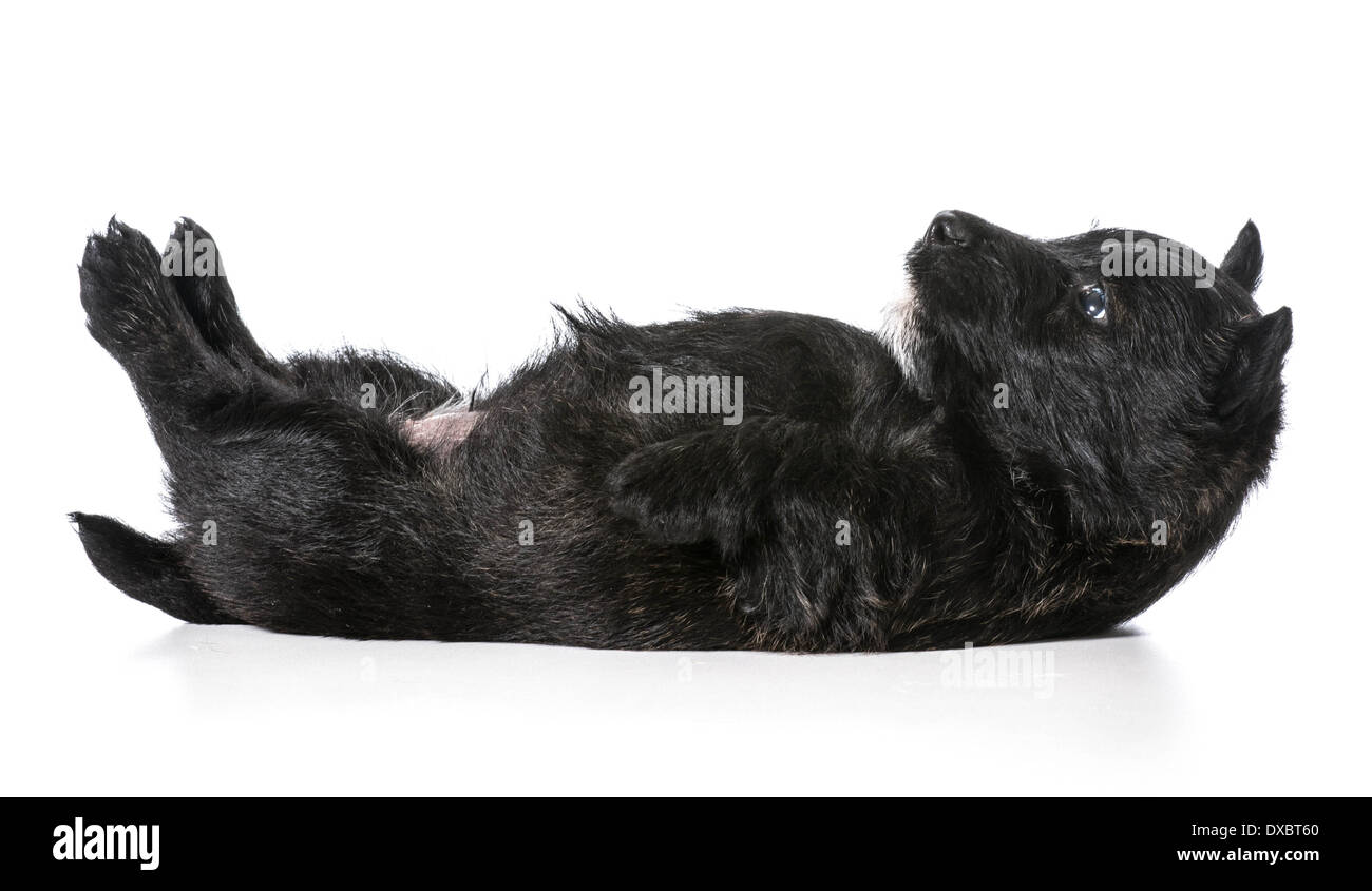 Chiot portant la tête en bas à l'arrière - scottish terrier 4 semaines Banque D'Images