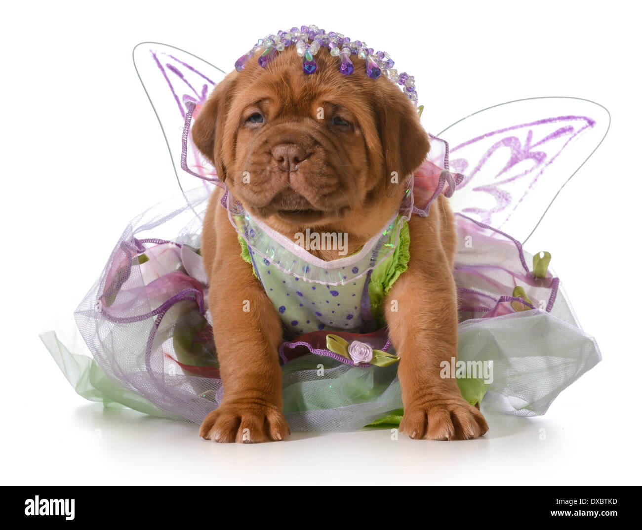 Chiot femelle - Dogue de Bordeaux puppy wearing princess dress isolé sur fond blanc - 5 semaines Banque D'Images