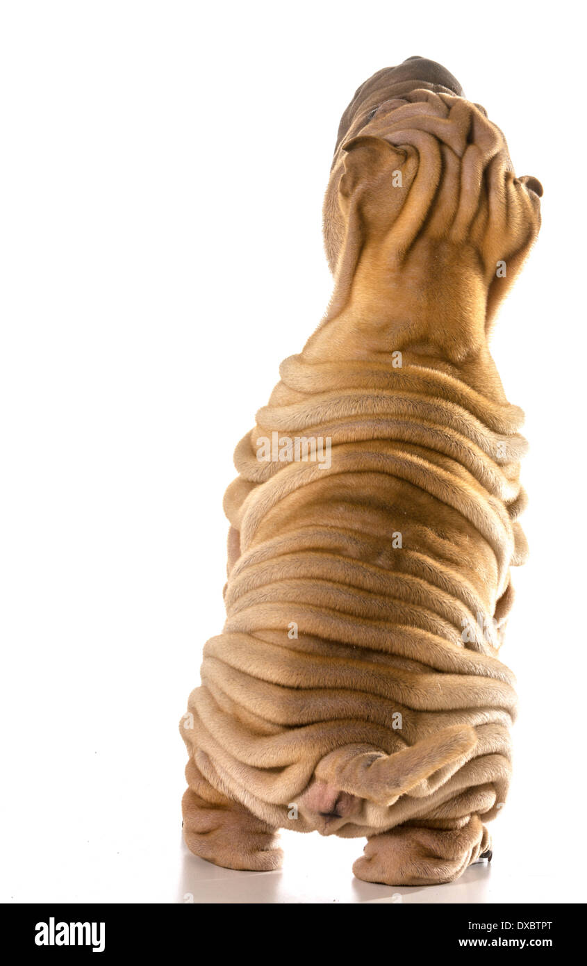 Chinese Shar Pei à partir de l'arrière à la mendicité permanent Banque D'Images