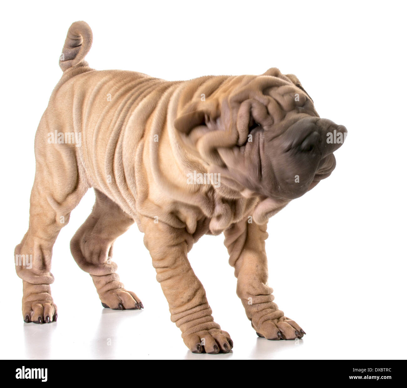 Tremblements - chien Shar-pei chinois hoche la tête isolé sur fond blanc - 4 mois Banque D'Images