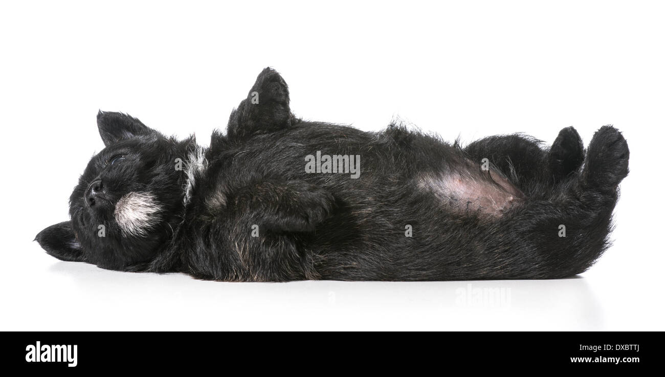 Chiot portant la tête en bas à l'arrière - scottish terrier 4 semaines Banque D'Images