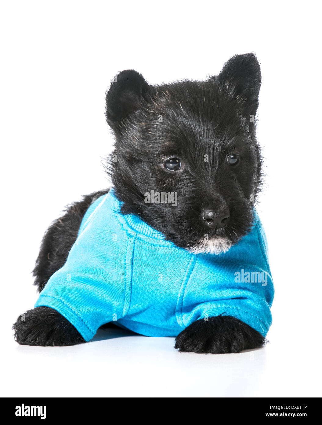 Scottish Terrier chiot portant pull bleu isolé sur fond blanc Banque D'Images