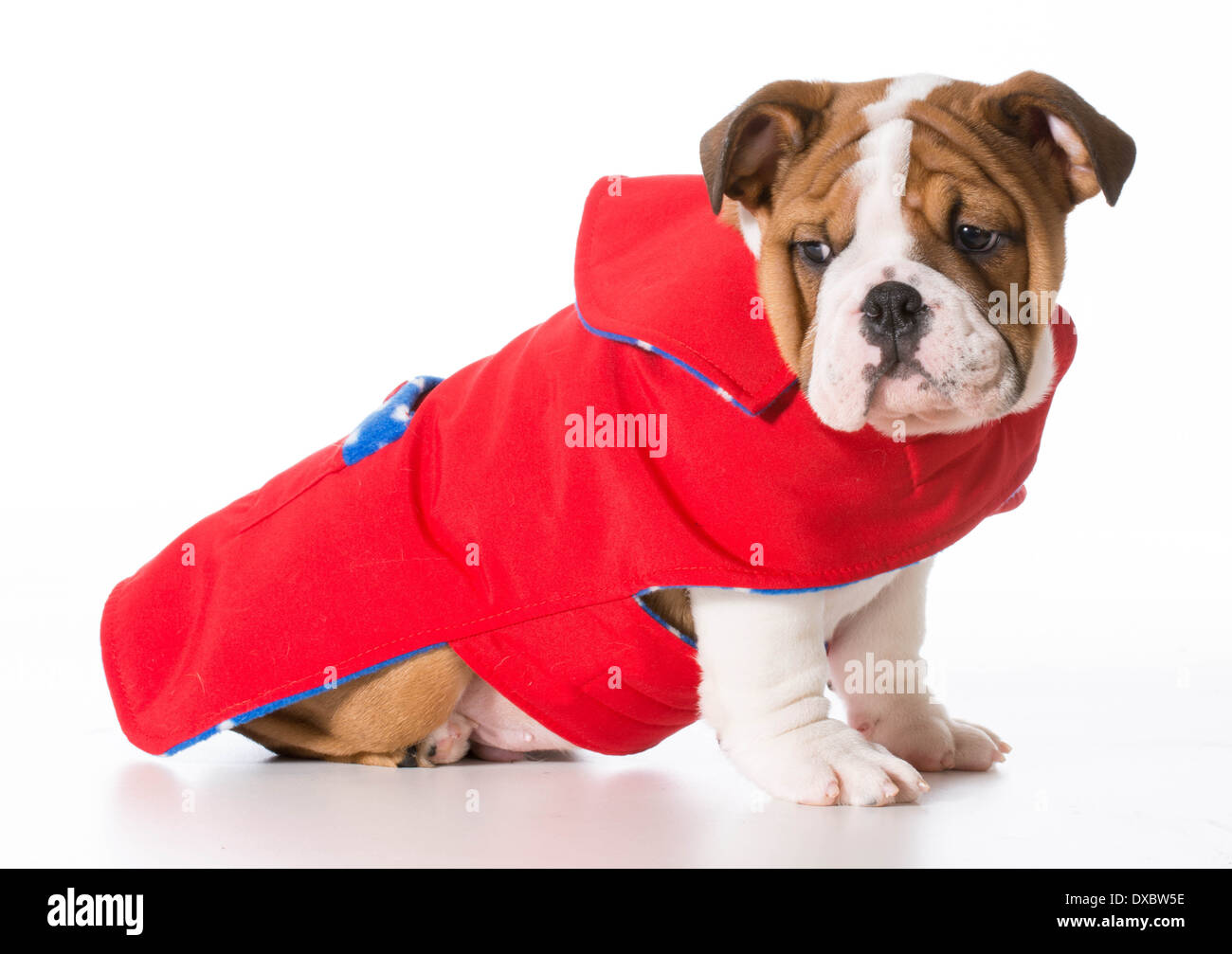 Il porte manteau - bulldog Anglais portant manteau rouge isolé sur fond  blanc Photo Stock - Alamy