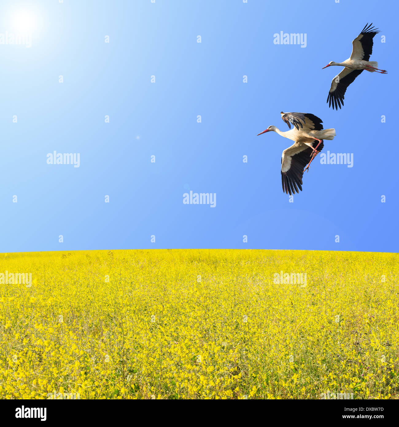 Deux cigognes survolant la floraison jaune printemps meadow contre ciel bleu clair Banque D'Images