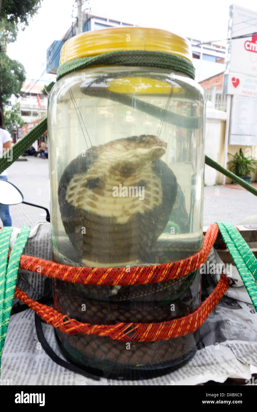 King Cobra marinés dans une bouteille au Vietnam Banque D'Images