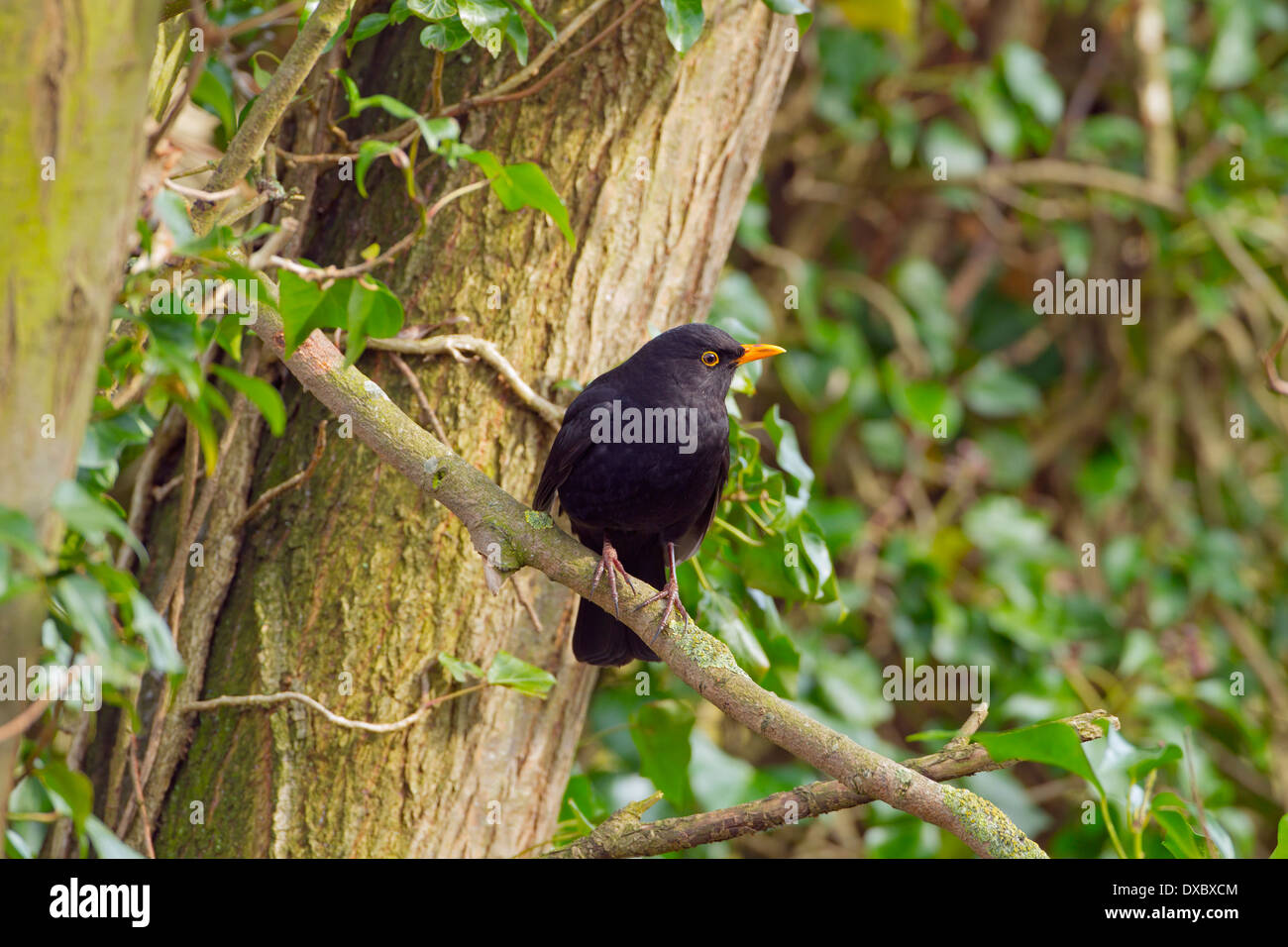 Turdus merula Blackbird homme perché dans auburn Banque D'Images