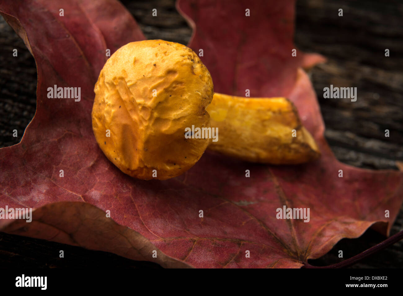 Seule Chanterelle mushroom on leaf Banque D'Images