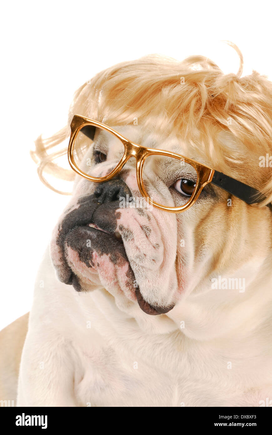 Bulldog anglais avec expression idiote portant perruque blonde et lunettes  sur fond blanc Photo Stock - Alamy