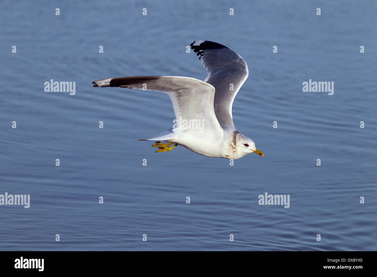 Goéland cendré Larus canus en vol au-dessus du ruisseau de la côte de Norfolk d'hiver Banque D'Images