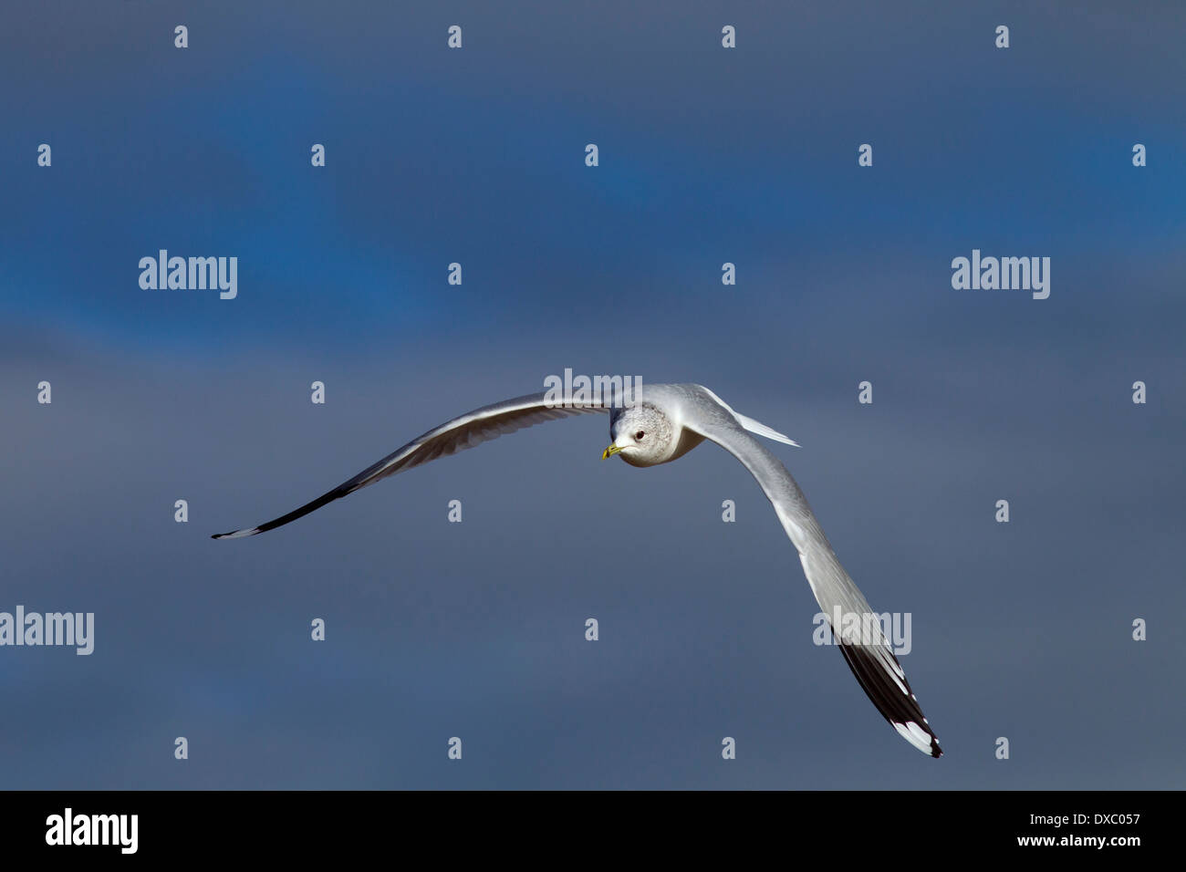 Goéland cendré Larus canus en vol au-dessus du ruisseau de la côte de Norfolk d'hiver Banque D'Images