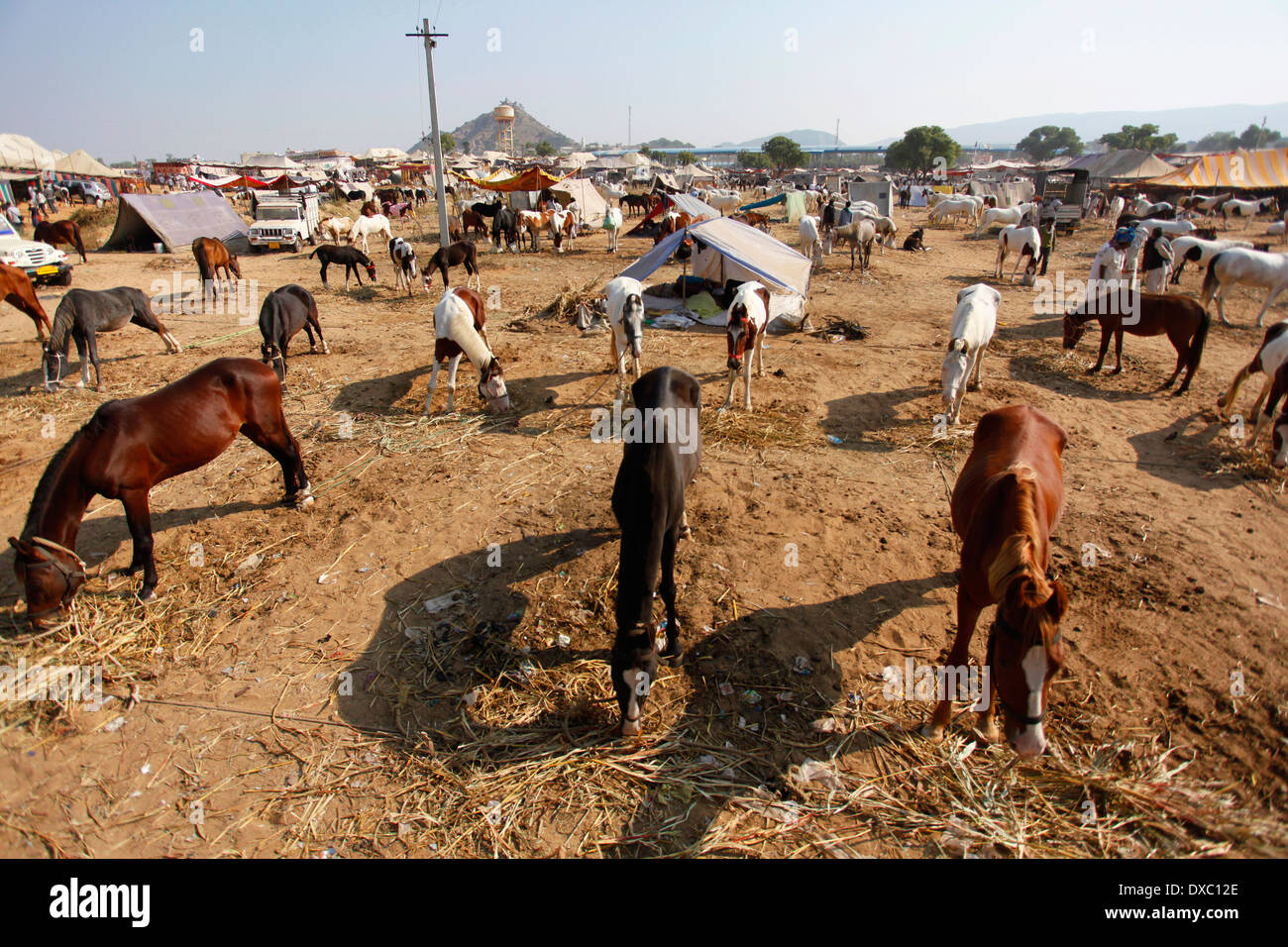 Des groupes d'animaux dans l'occasion de la 'Camel Pushkar Fair'. Le Rajasthan, Inde. Banque D'Images