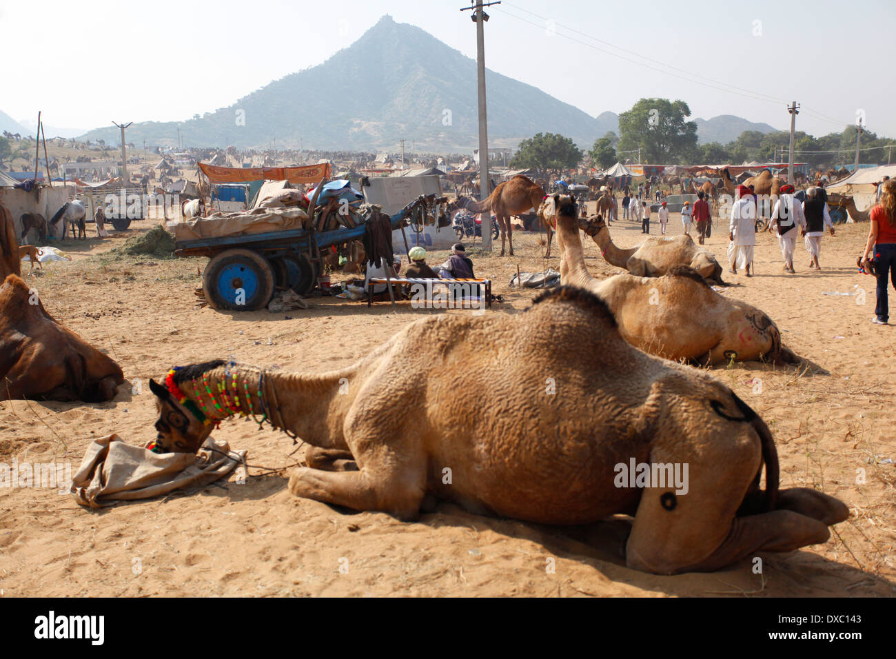 Des groupes d'animaux dans l'occasion de la 'Camel Pushkar Fair'. Le Rajasthan, Inde. Banque D'Images