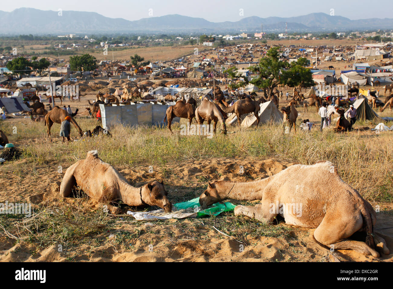 Des groupes d'animaux dans l'occasion de la 'Camel Pushkar Fair'. Le Rajasthan, Inde. Banque D'Images