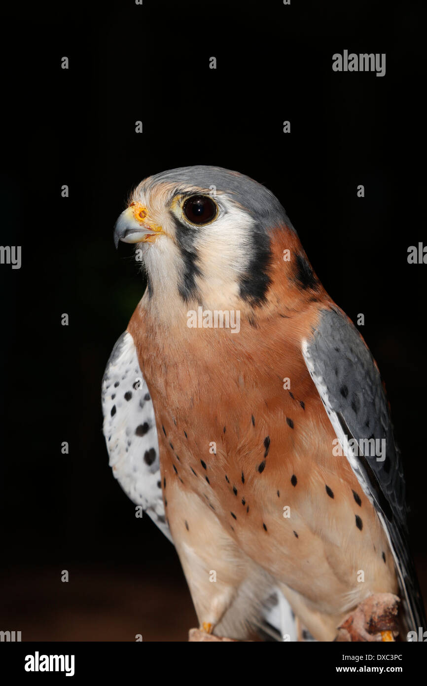 La Crécerelle d'Amérique (Falco sparverius), est parfois connu sous le nom de l'épervier, est un petit pèlerin Banque D'Images