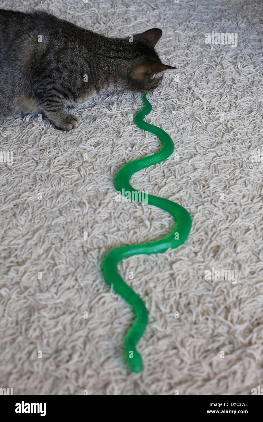Serpent Mordant Banque D Image Et Photos Alamy