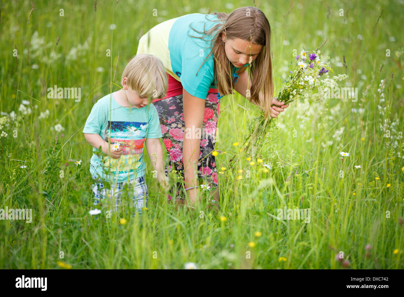 Cueillette de fleurs d'été de la famille dans le pré Banque D'Images