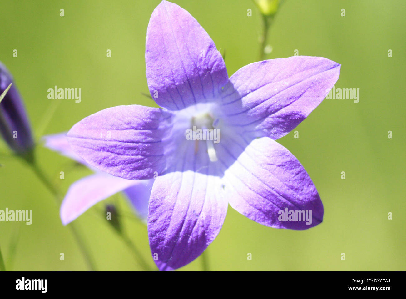 Bellflower close up Banque D'Images