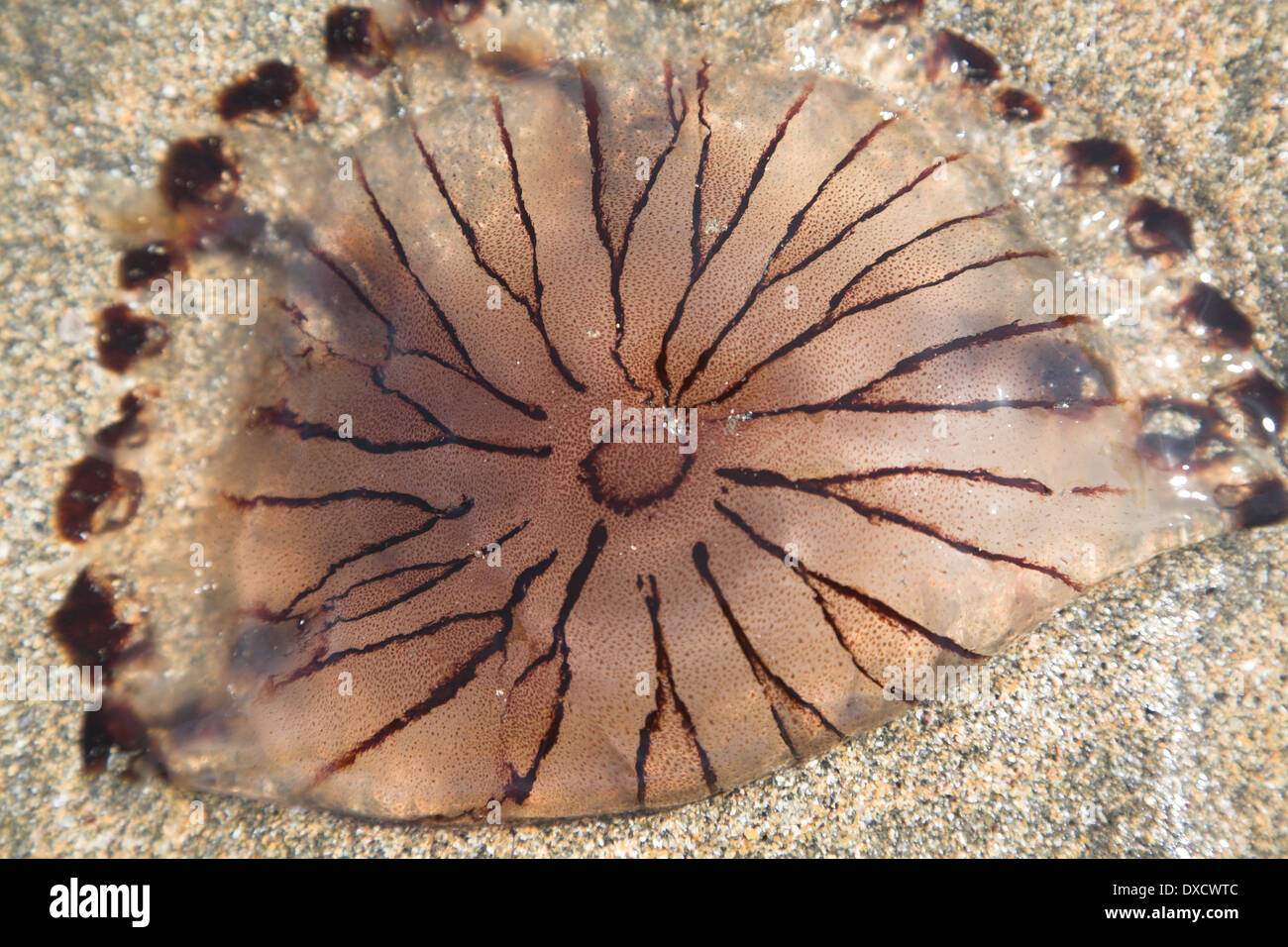 Les méduses sur la plage de Fanore, comté de Clare, Irlande Banque D'Images