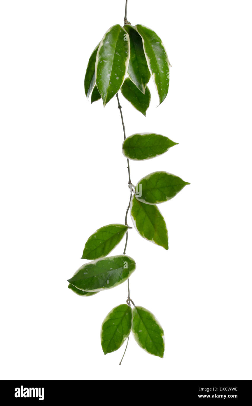 Hoya stem isolé sur fond blanc. Hoya tout droit avec la tige blanche et verte des feuilles. Des plantes tropicales. L'élément floral. Banque D'Images