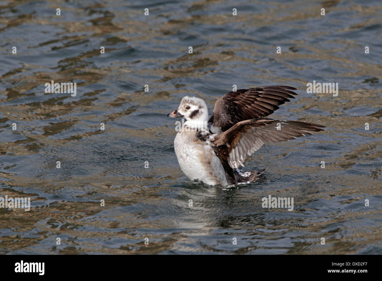 Le Harelde kakawi femelle battre des ailes en plumage d'hiver Banque D'Images