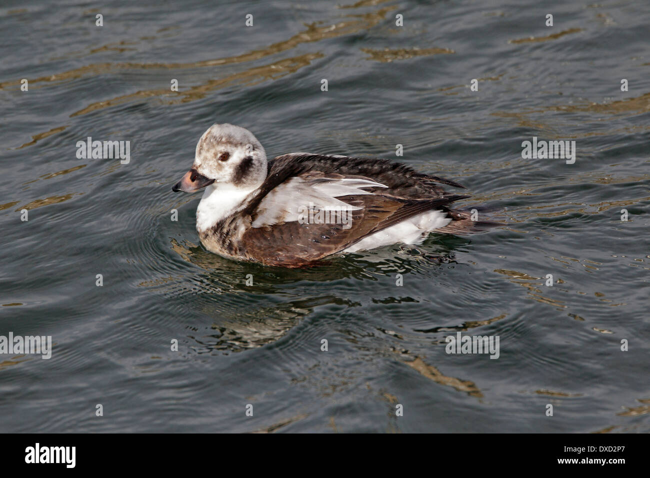 Le Harelde kakawi femelle plumage d'hiver Banque D'Images