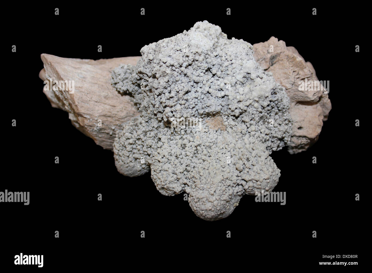 Concrétion de calcite sur l'Hippopotame gorgops os, la Gorge d'Olduvai, en Tanzanie du Miocène, Banque D'Images