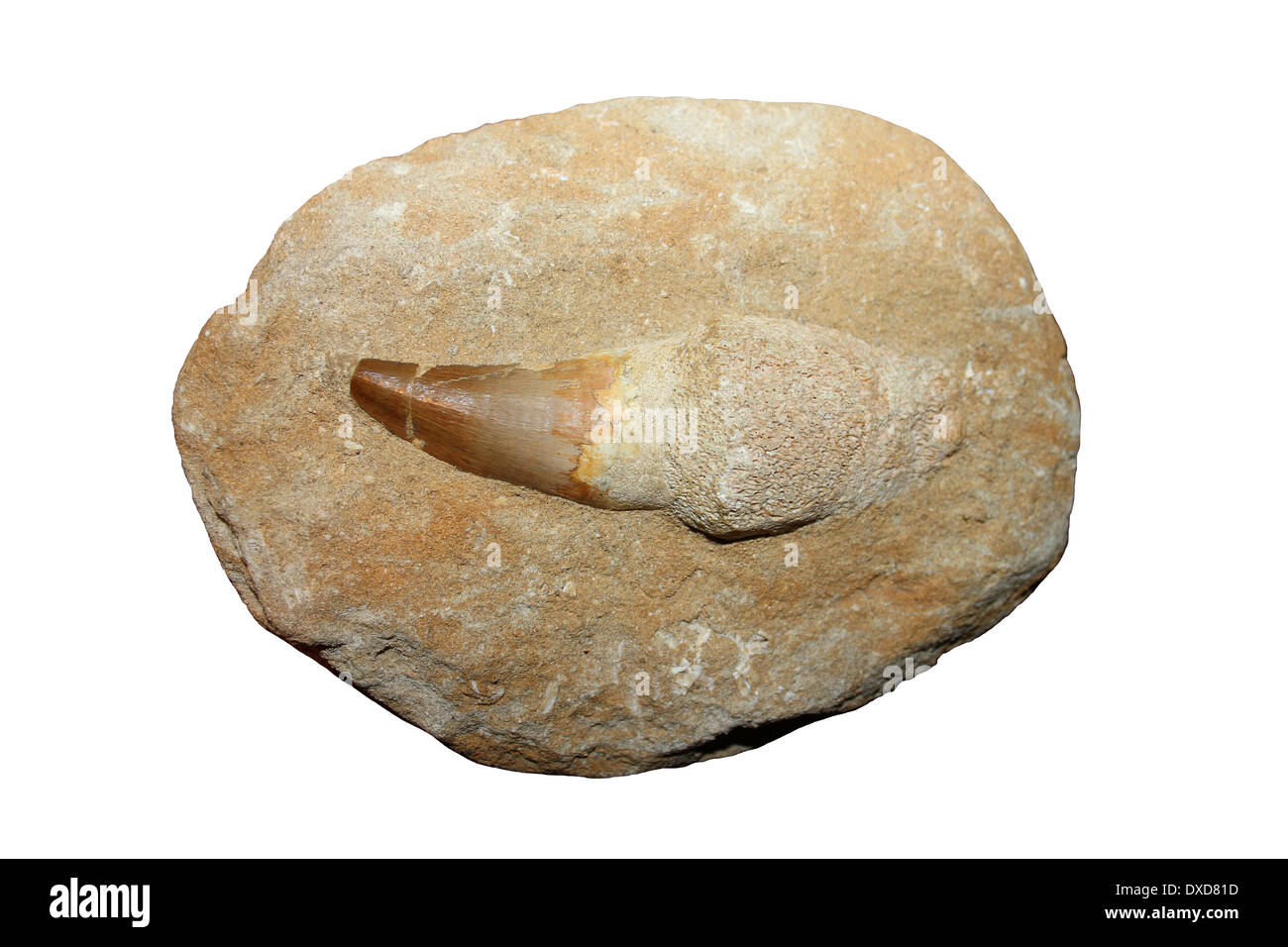 Spinosaurus Dinosaur Tooth Cut-out Banque D'Images