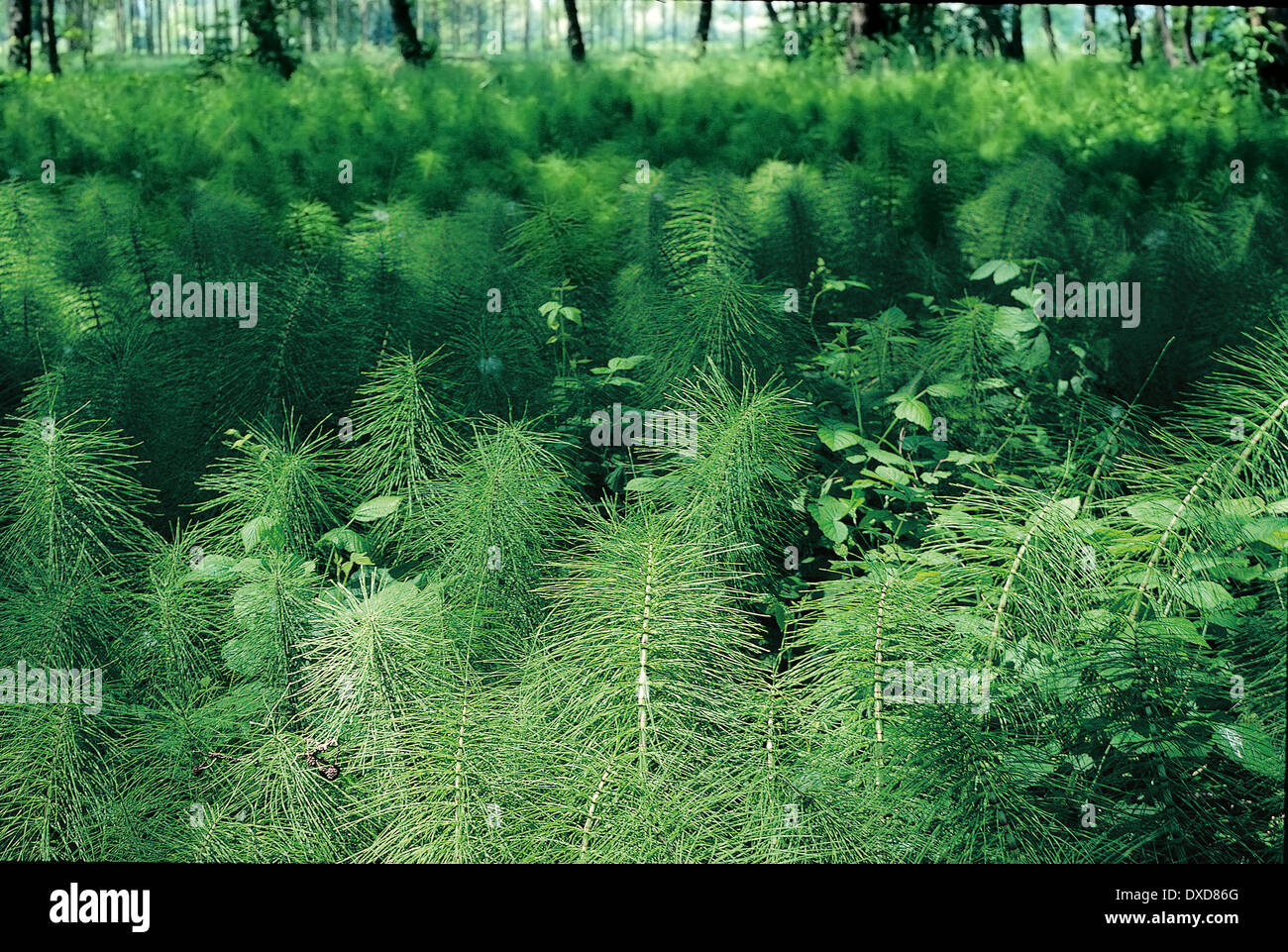 Clairière de prêles (Equisetum telmateia) dans une forêt d'Aulnes Banque D'Images