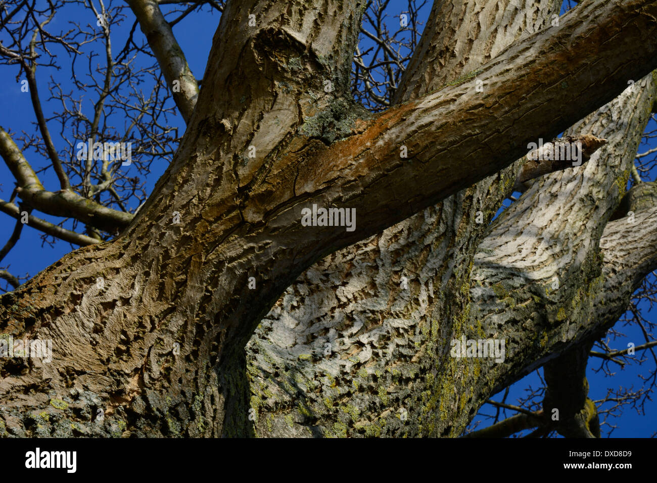 Grand vieux tronc et branches sans feuilles avec ciel bleu Großer modifier Baum Baumstamm Zweigen mit ohne Blätter Banque D'Images