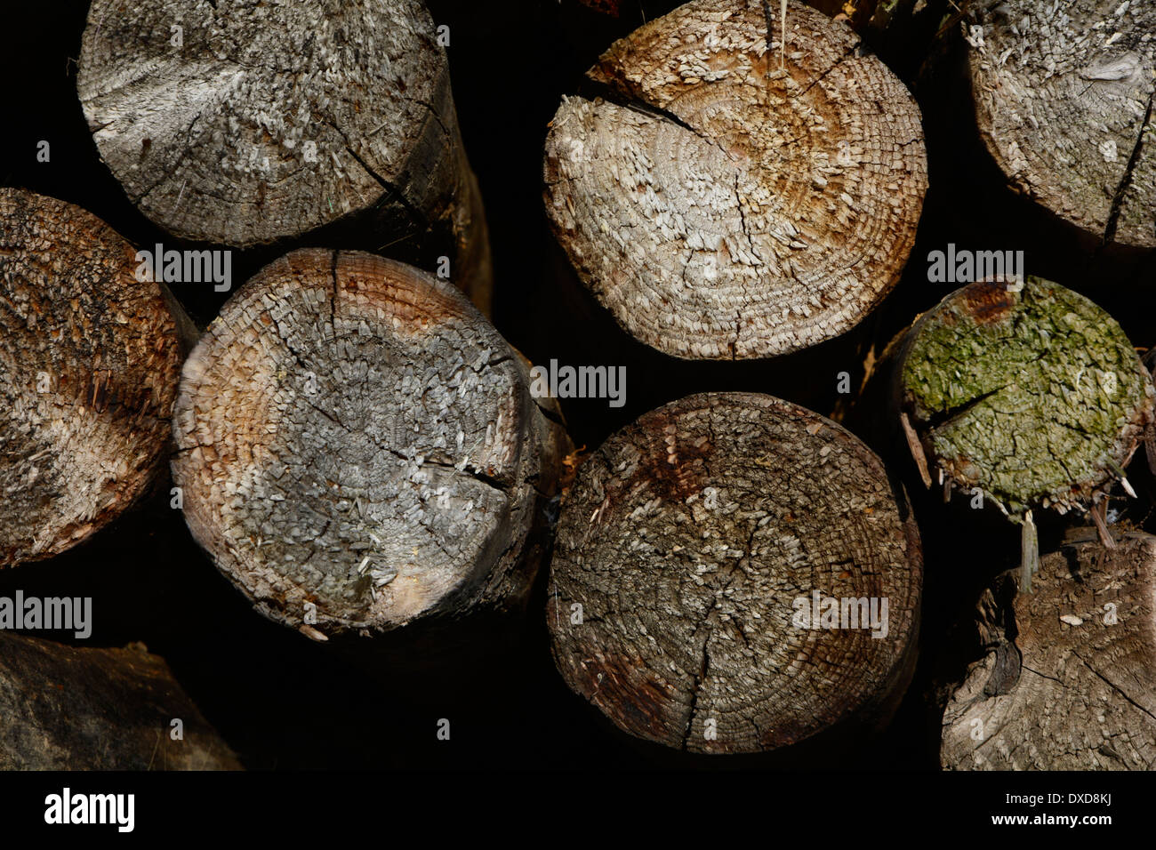 Vieux troncs d'arbres de base en bois Close up macro texture background full-frame alte Holzstämme Baumstämme Holzstapel Nahaufnahme Banque D'Images