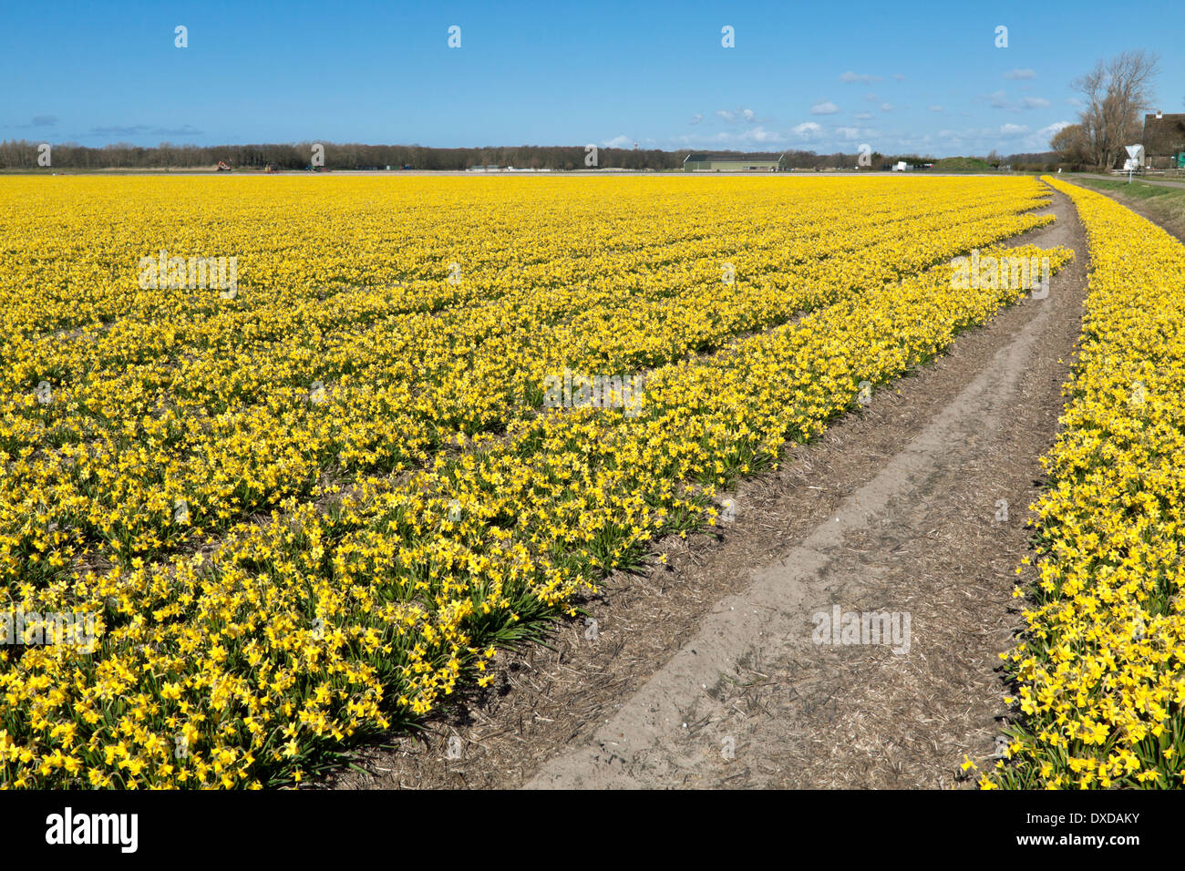 Printemps : un grand angle de visualisation des champs de tulipes de jonquilles, Noordwijkerhout, Hollande méridionale, Pays-Bas. Banque D'Images