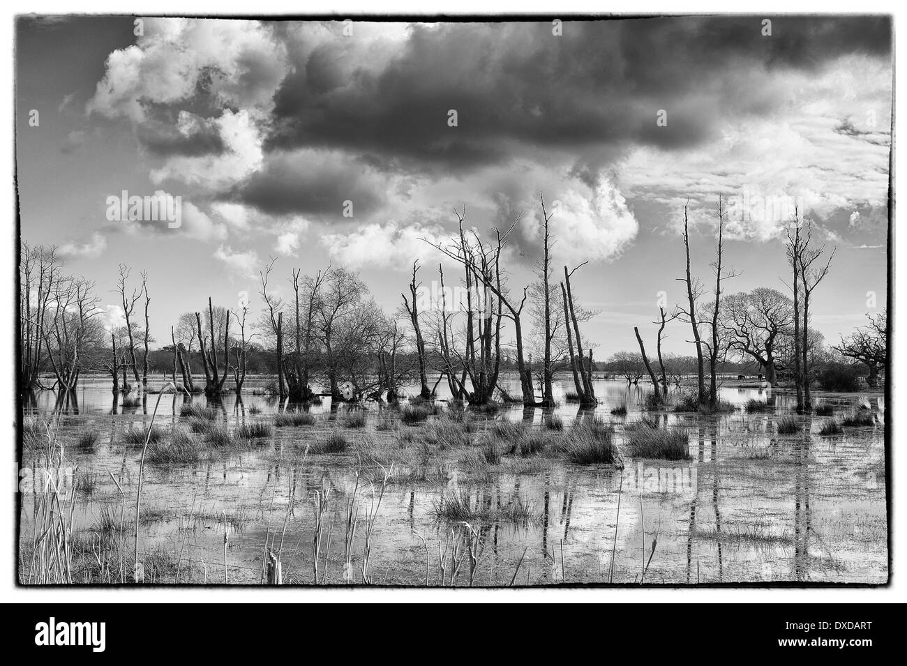 Champs inondés près de Sopley Banque D'Images