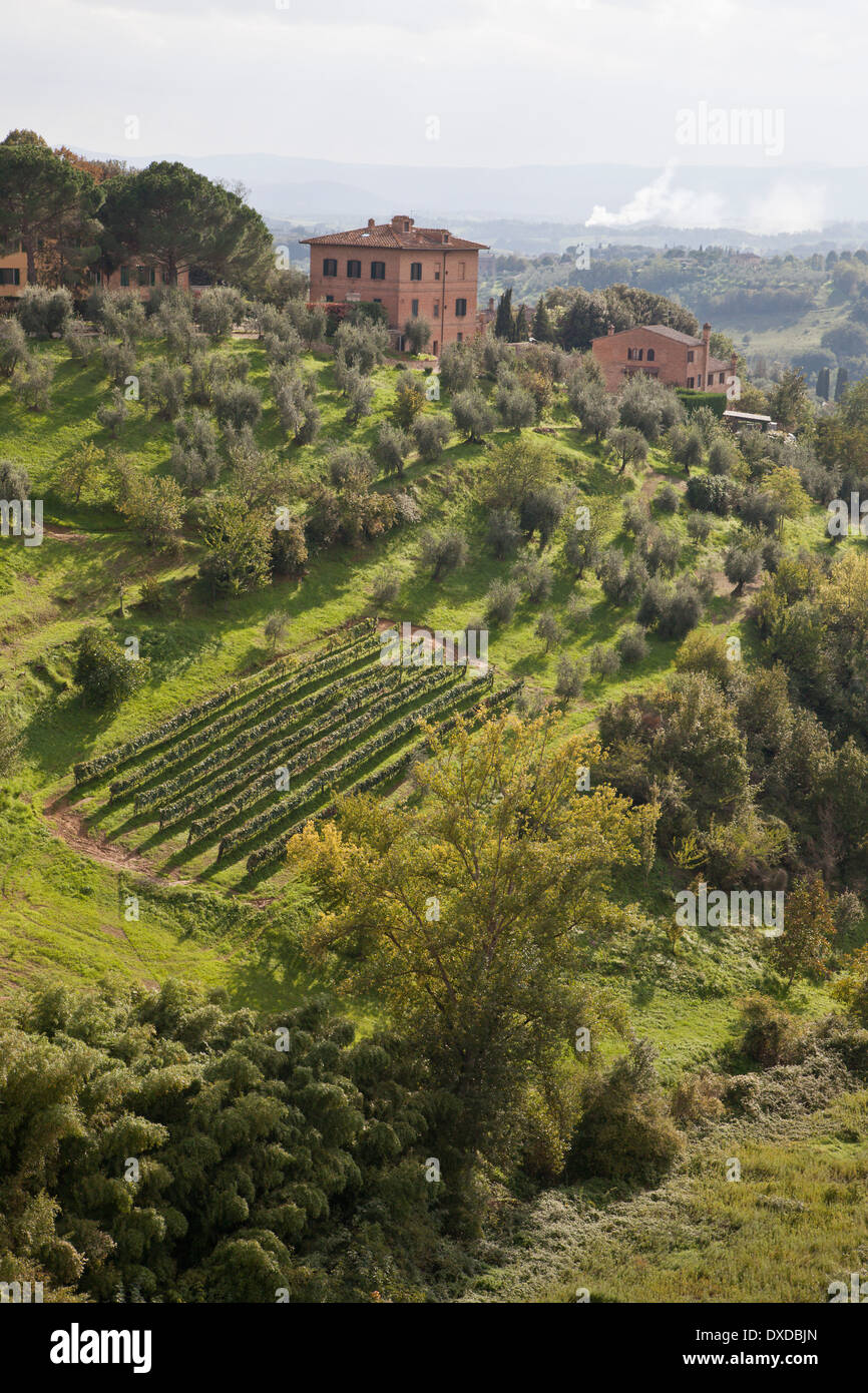 Vue sur la campagne toscane en dehors de Sienne, Toscane, Italie. Une petite exploitation avec vignoble et oliviers sur une colline verdoyante. Banque D'Images