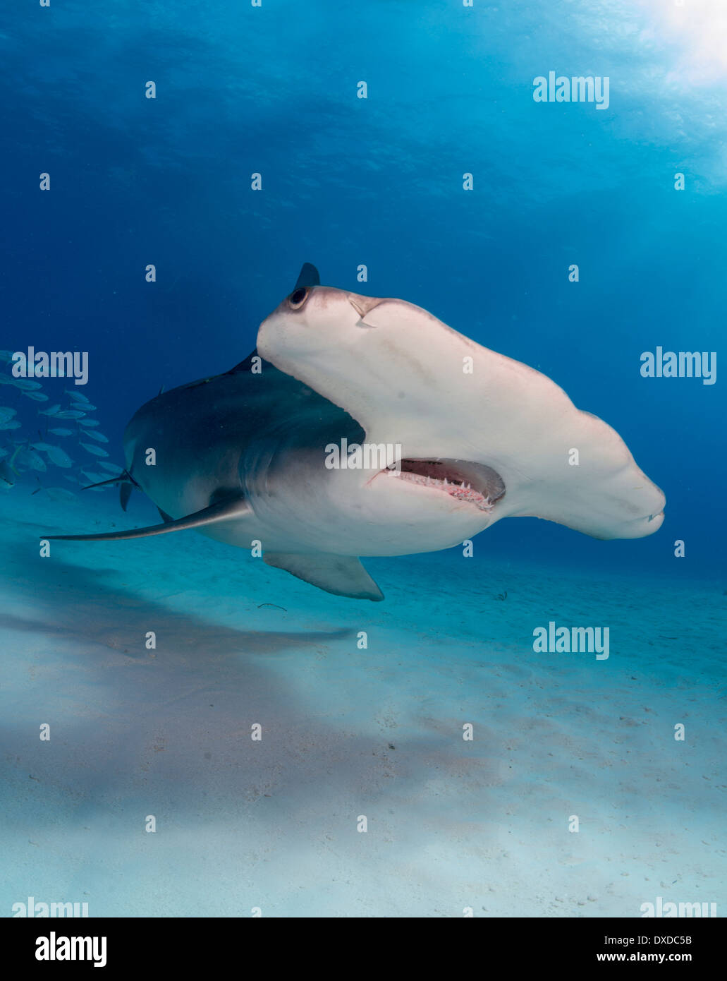 Grand requin marteau, Sphyrna mokarran, Bimini, Bahamas Banque D'Images