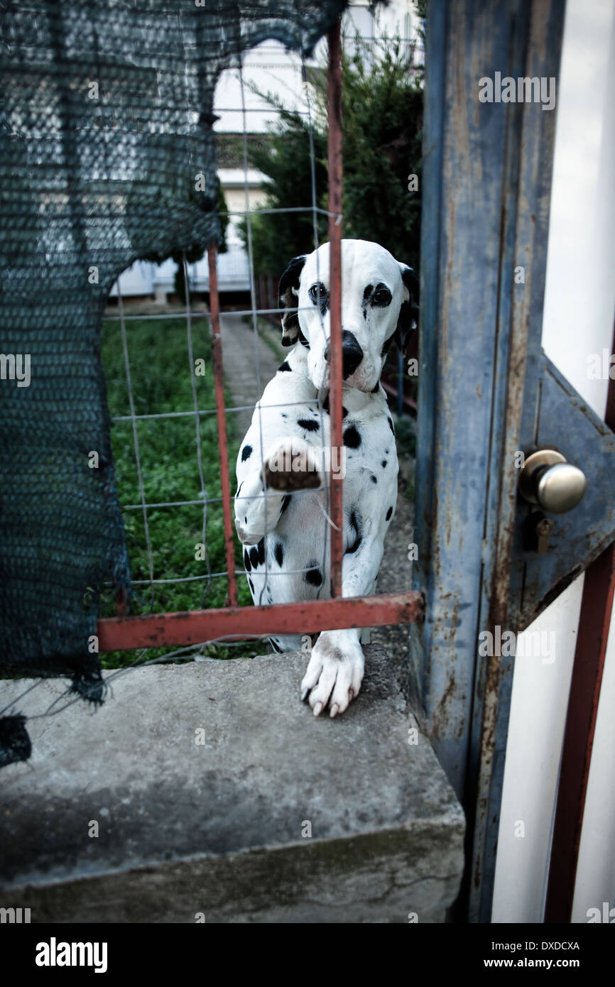 Triste chien Dalmatien derrière une clôture Banque D'Images