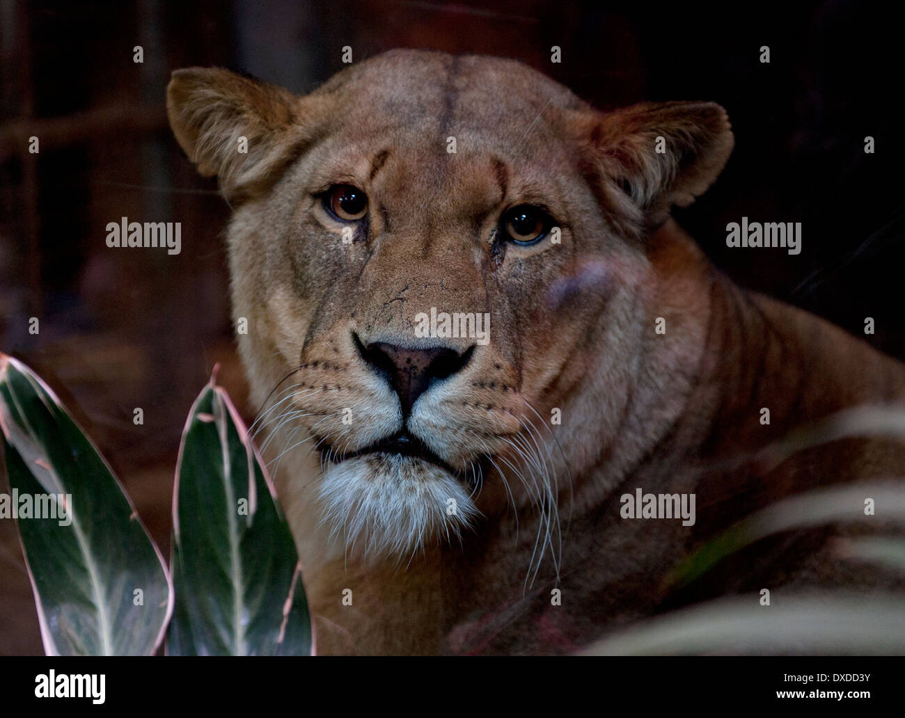 Le zoo de Colchester, Colchester, Essex, Angleterre. Lionne sur le rocher du Lion. Mars 2014 femme africaine captive (Lion Lionne) sur le rocher du Lion. Banque D'Images