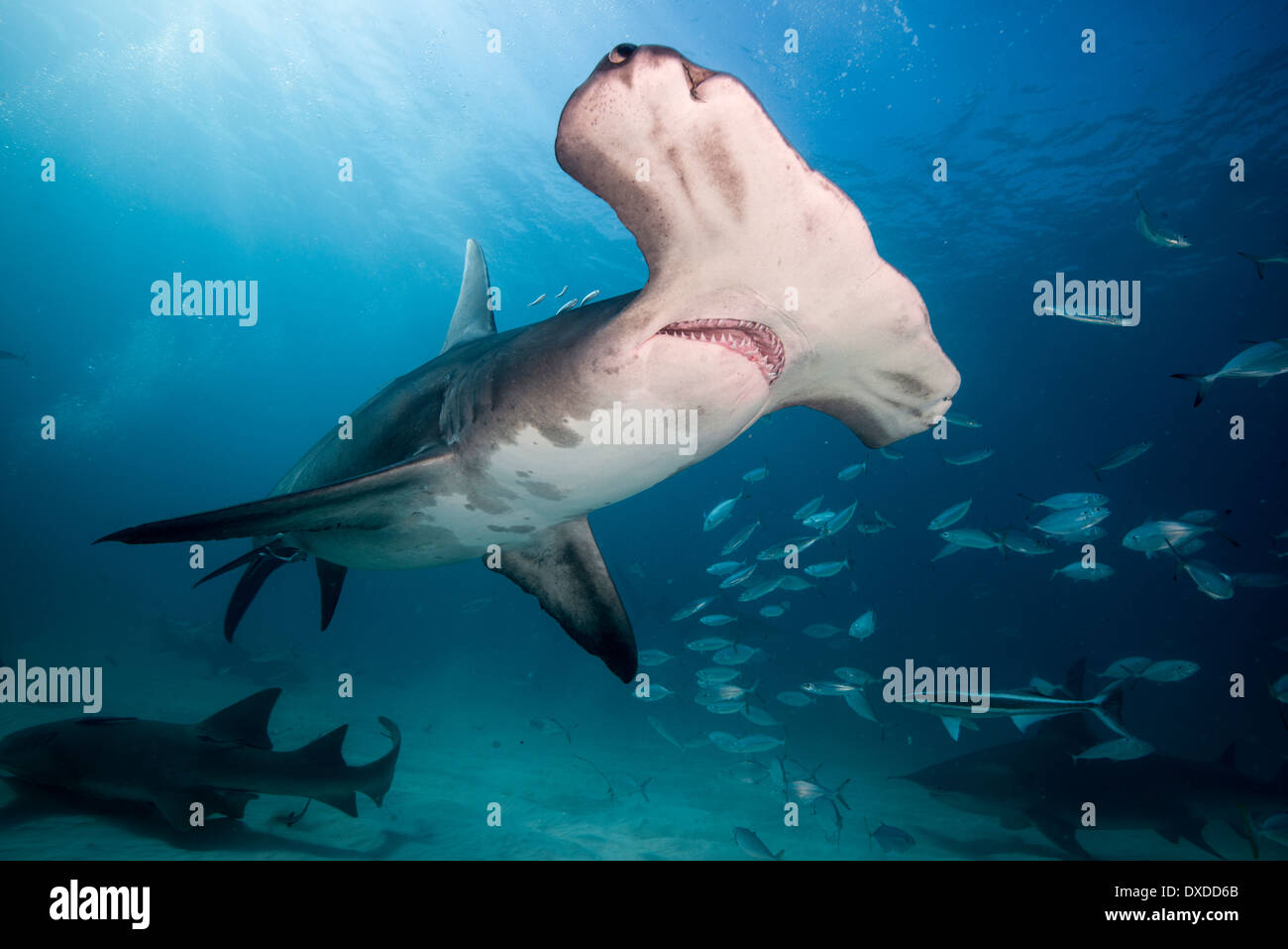 Grand requin marteau, Sphyrna mokarran, Bimini, Bahamas Banque D'Images