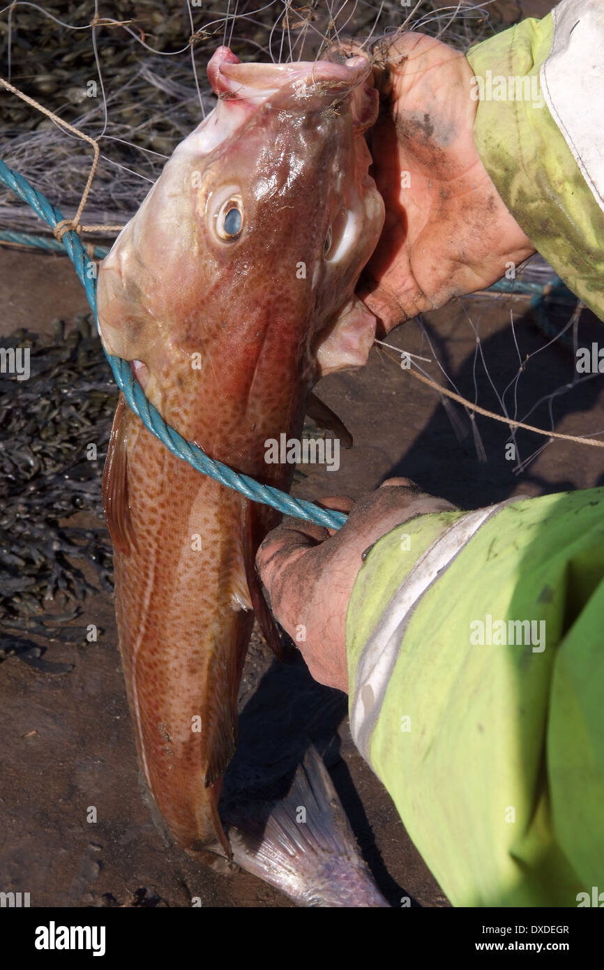 Mudhorse pêcheur, adrian selleck dans les vasières de la baie de Bridgwater, Somerset Banque D'Images