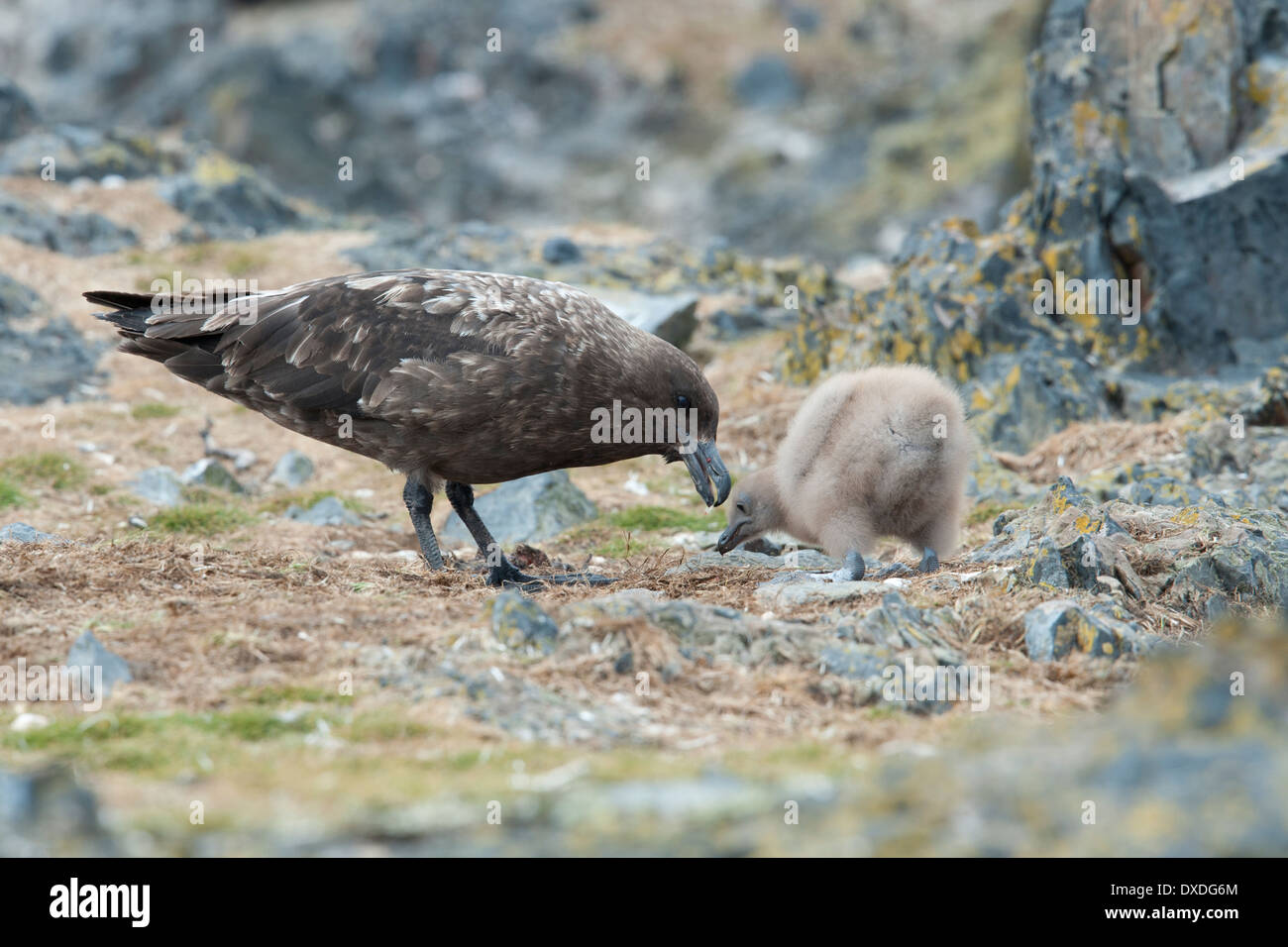 Labbe parasite (Stercorarius antarcticus brun) ou (Catharacta Skua subantarctique antarctique), sur l'alimentation des nids poussin. Point Hannah Banque D'Images