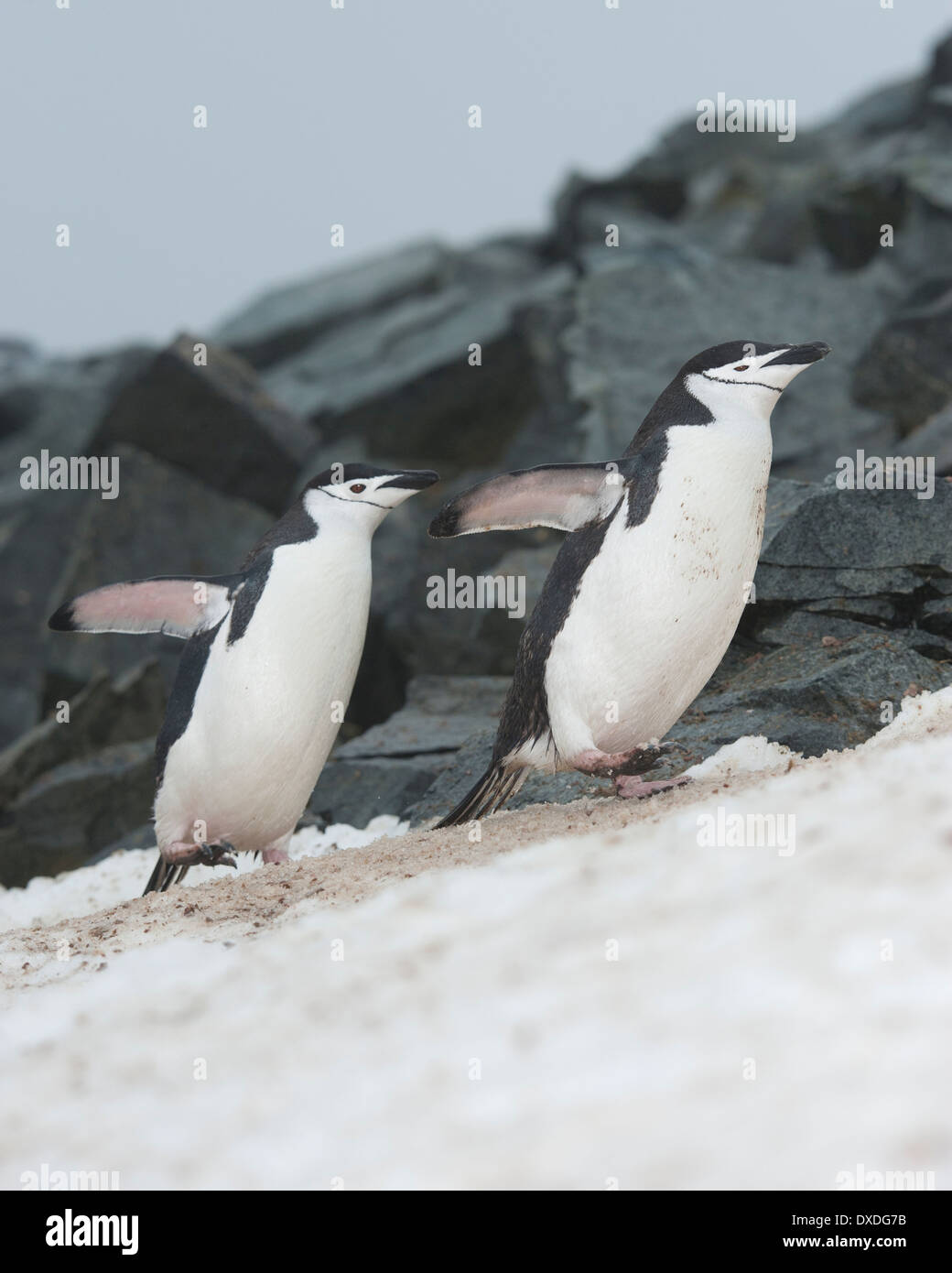 Jugulaire Penguin paire (Pygoscelis antarcticus). Half Moon Island, Îles Shetland du Sud. Banque D'Images