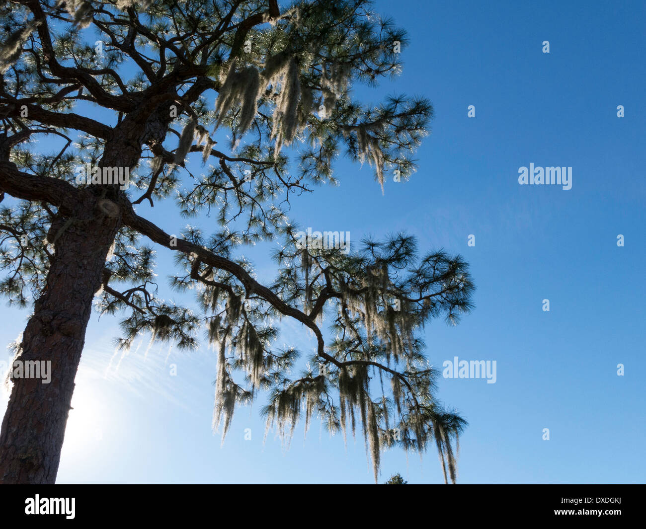 La mousse espagnole suspendu dans le sud de Live Oak Tree, Tampa, FL Banque D'Images